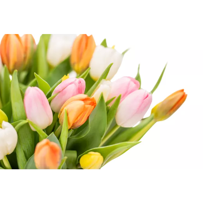 Kytice tulipánů